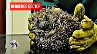 The Hedgehog Osteopath