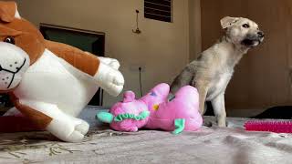 BOLT v/s SOFT TOYS (raw fight no editing) #DOG screenshot 5