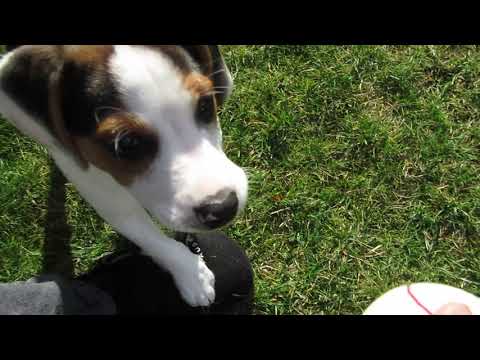 Video: Wie groß werden Beagle & Boxer Welpen?