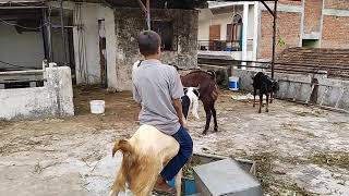 Riding Goat Bakra