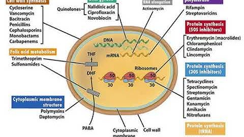 Cơ chế tác động của kháng sinh đối với vi khuẩn - Phần 1