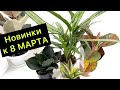 Новинки растений к 8 марта💐