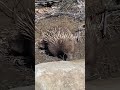 #Echidna hunting along #creek edge in #Tasmania