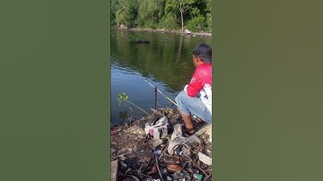 Staiker Ke 2 mangrove jack di hutan bakau. #mancing #mj #shorts #spotmancing #mancingmania #short