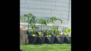 Watch our Garden Grow-Garlic and Chives and Broccoli- 05/16