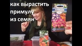 Как вырастить примулу из семян.