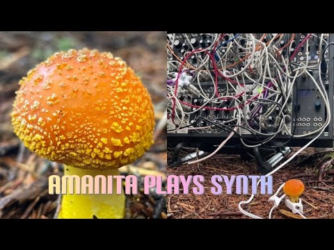 Amanita Frostiana Mushroom Plays Eurorack Modular Synth Using  Bio Data Sonification: Yay Mycology