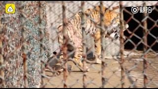 China’s private zoos accused of poaching and “laundering” wild animals