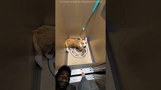 #cat #pets #funny #cute #trending #viral