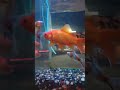 Wonderful Fish #shorts #viral #ghostvideo