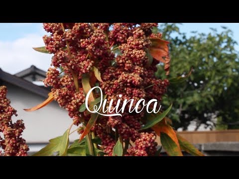 Video: Quinoa Da Giardino