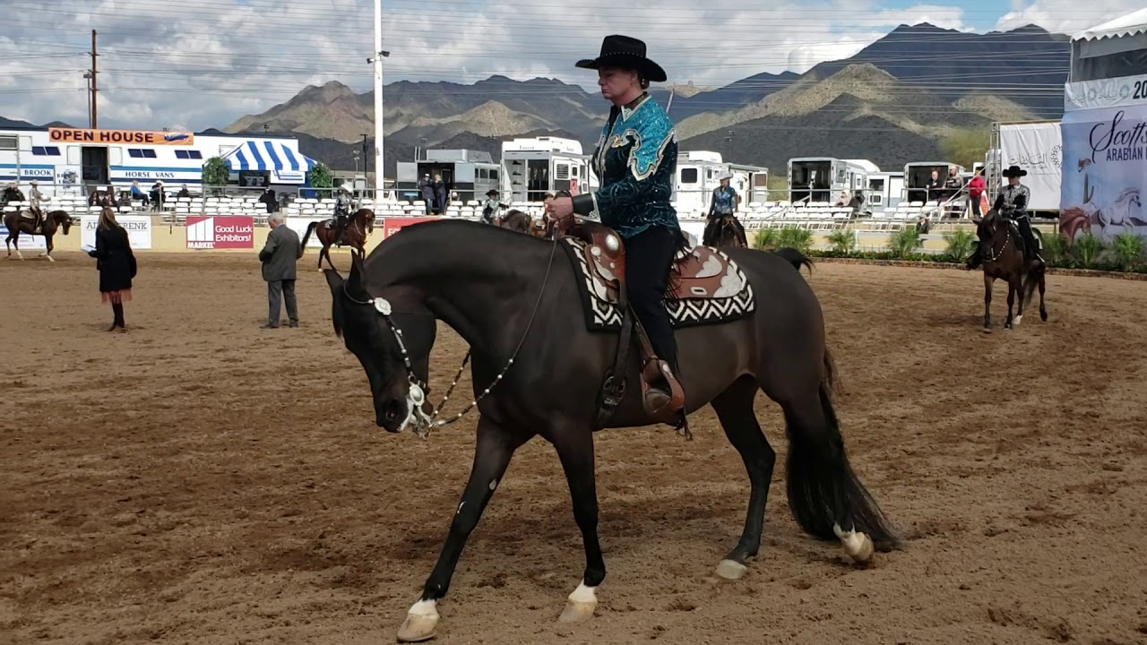 Arabian Horse Show Scottsdale Az. 2019 YouTube