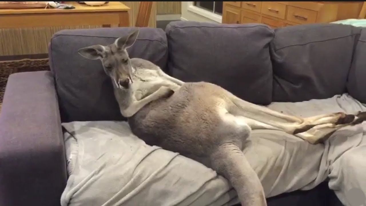 Kangaroo is chilling out on the sofa 🛋️🦕