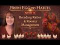 Breeding Ratios &amp; Rooster Management | How Flock Structure Affects Fertility