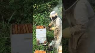 BLOG#3 Combining Bee Colonies, Queenless Hives & Fixing Mistakes