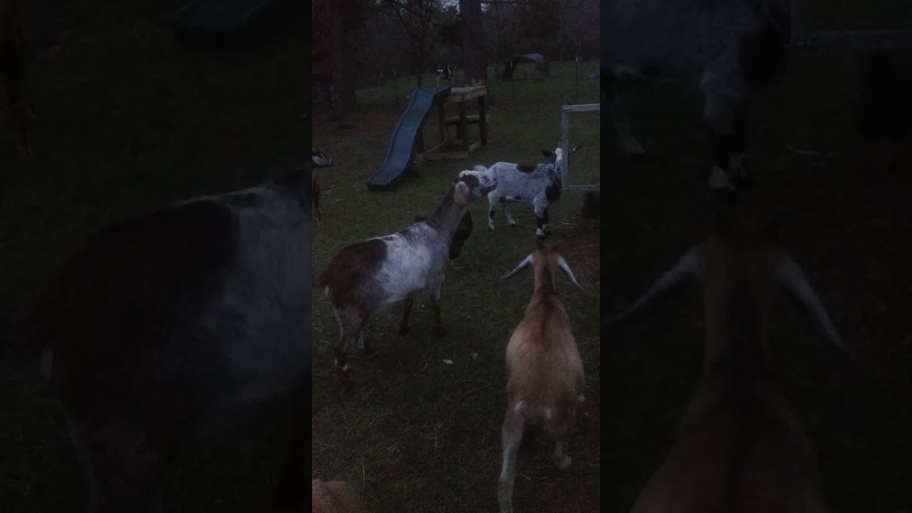 Getting ready to feed the farm animals