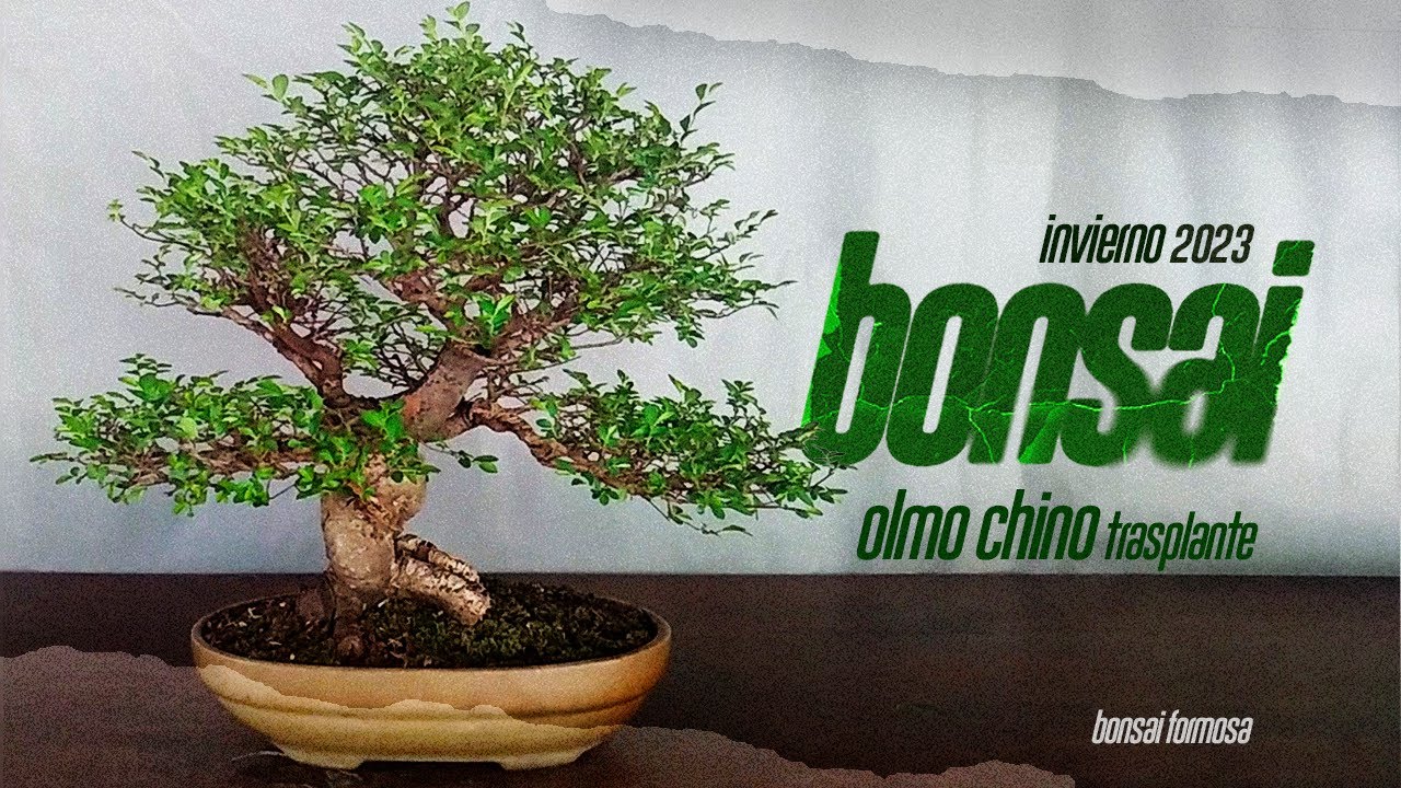 Trasplante OLMO CHINO | Elección de macetas | Trabajos de invierno