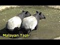 MalayMan Tapir couple bathing マレーバクの水浴び【多摩動物公園】