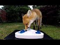 Dog & wild urban fox take on treat game - UHD 4K