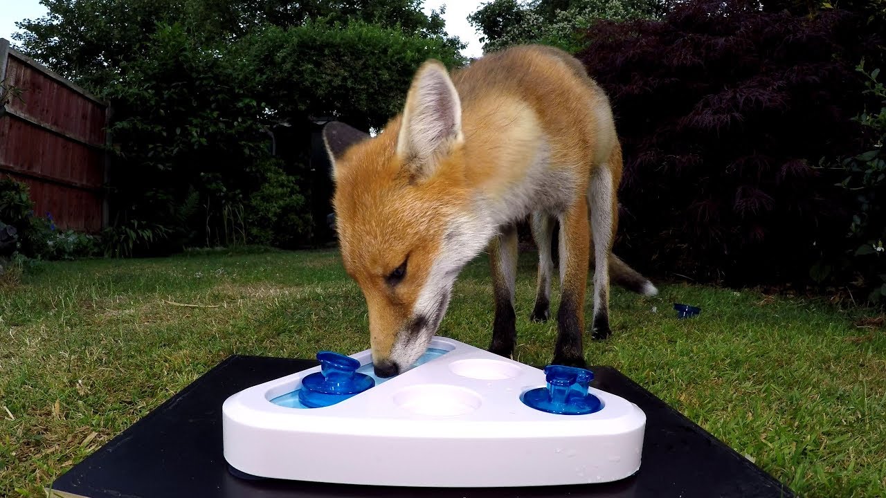 vulpes vulpes australia Dog & wild urban fox take on treat game - UHD 4K
