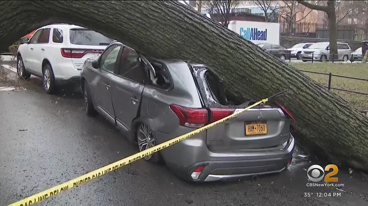 Tree topples onto car during nor'easter in the Bronx