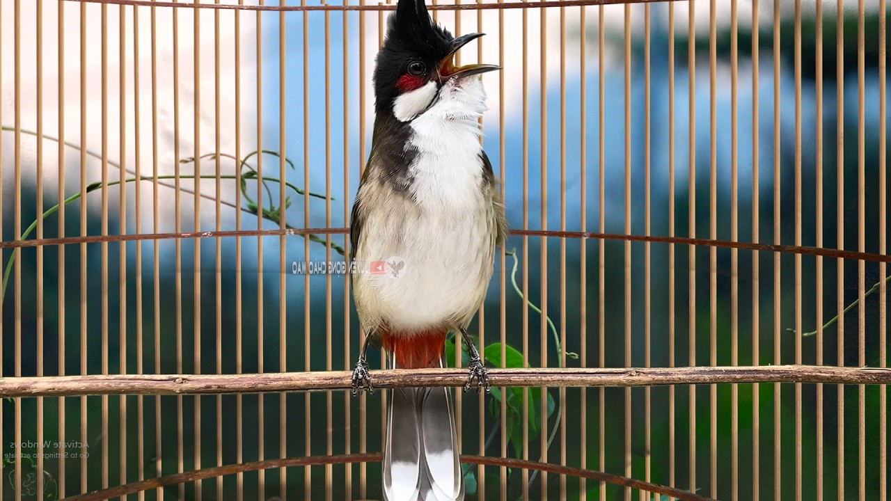 chào mào sông kôn | CHÀO MÀO SÔNG KÔN QUẢNG NAM | LUYỆN CHÀO MÀO HÓT GIỌNG SÔNG KÔN Già Rừng .d3