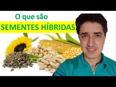 Vídeo: Qual é o significado de semente híbrida?