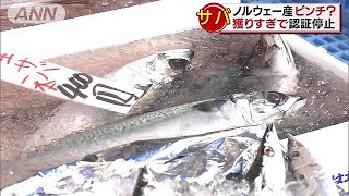 サバ獲りすぎに「待った」　食卓への影響は？(19/02/04)