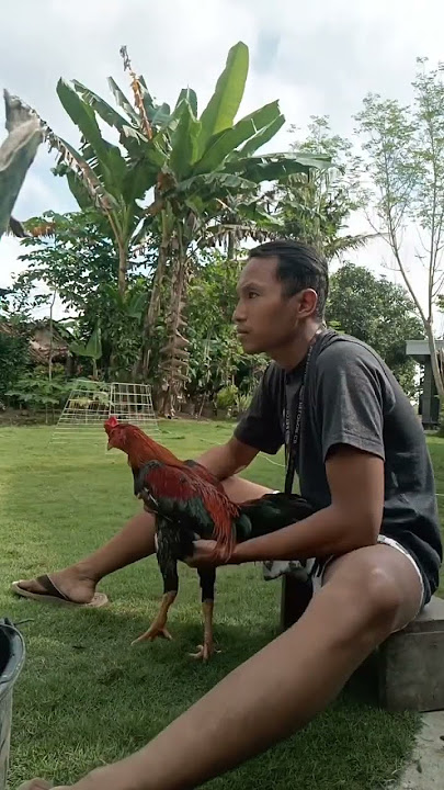 memandikan ayam kesayangan