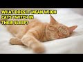 Why do cats twitch in their sleep
