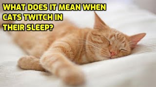 Why Do Cats Twitch In Their Sleep?