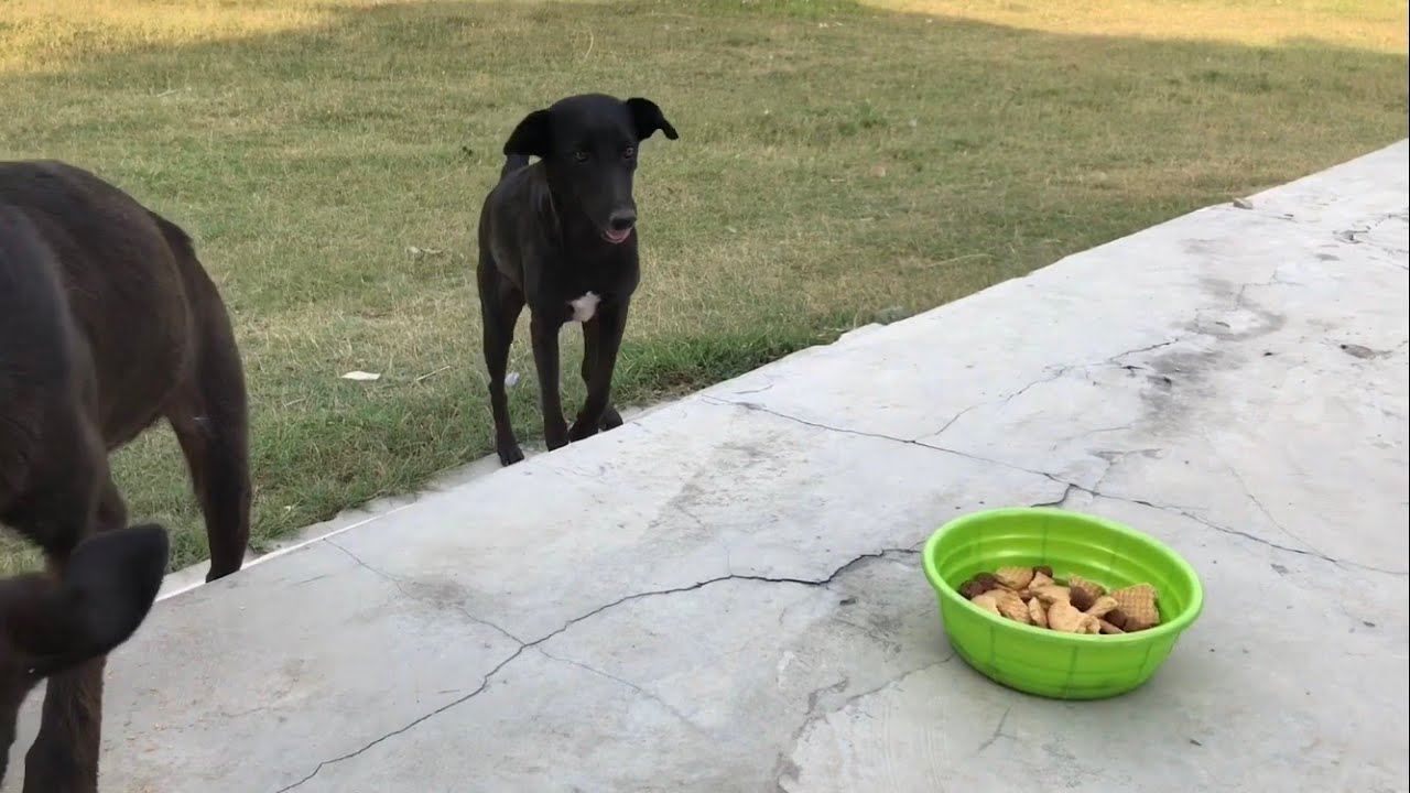 Stray puppies tasting dogfood (pedigree) for very 1st time🐶 They loved it 🥰 ️ YouTube