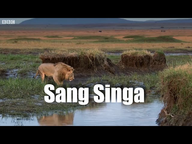 Luarbiasa - Singapun butuh pasangan : Singa diserang 20 Hyena // Dahsyat class=