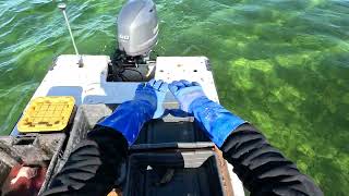 Blue Crabs and Boat Talk