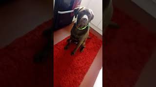 Funny Brown Labrador Yawning!