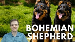 Bohemian Shepherd  Chodsky Pes  Interesting Facts