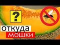 Откуда берутся мошки на фруктах?