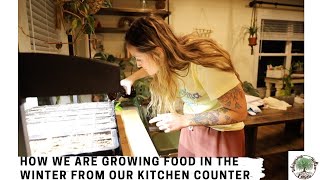 How we are growing food in the WINTER from our KITCHEN counter! VLOG