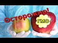 В чем вред ГМО. Продукты и овощи