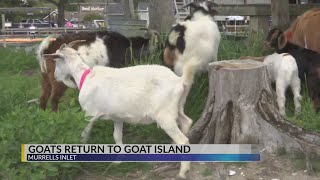 Goats return to Goat Island