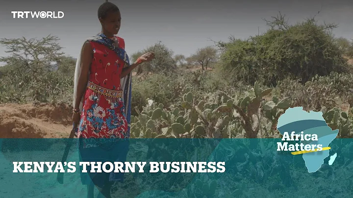 Africa Matters: Maasai women cash in on cactus