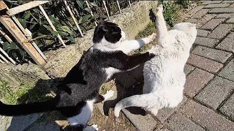 Watch the video about Angry White Cat Beaten Up By Another Cat.