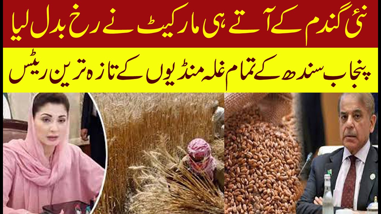 Today new wheat support price update pakistan 2026| - YouTube
