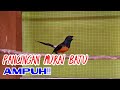 WHITE RUMPED SHAMA || COPSYCHUS MALABARICUS - SUARA BURUNG MURAI BATU