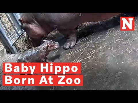 Bibi-The-Hippo-Gives-Birth-To-New-Baby-At-Cincinnati-Zoo