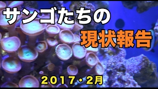サンゴたちの現状報告　2017.2月【海水魚水槽】