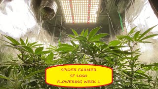 NEW Spider Farmer SF1000 - Delhi Dog Strain Flowering Week 1 - Update 2