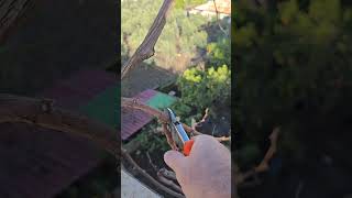 Erkek Dalı Kes, Dişi Dal Salkım Salkım Üzüm Verir