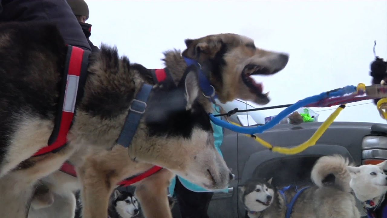 PETA Protests Iditarod Sled Dog Race YouTube