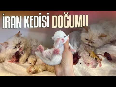 ANNEANNE OLDUM! İRAN KEDİM DOĞUM YAPTI. 3 Bebişimiz Oldu!